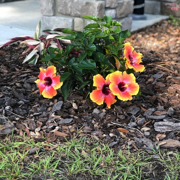 Meet your Posher, Georgie - Picture 2 of 2